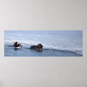 Hooded Merganser Ducks Poster
