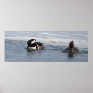 Hooded Merganser Ducks Poster