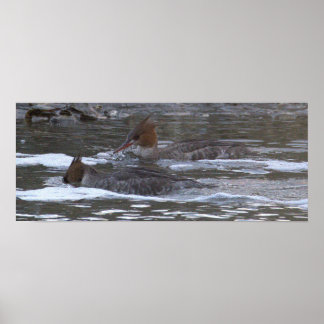 Hooded Merganser Ducks Poster