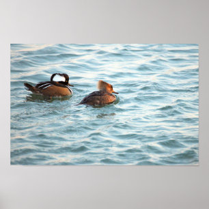 Hooded Merganser Ducks Poster