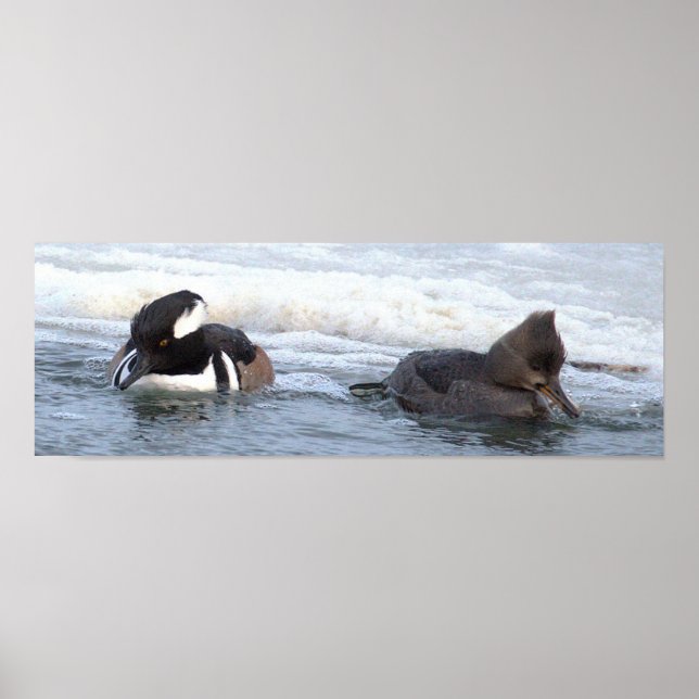 Hooded Merganser Ducks Poster (Front)