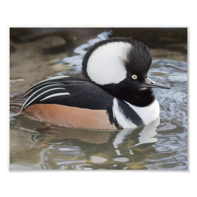 Hooded Merganser Photography Print (Front)