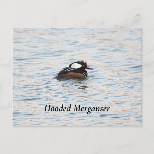 Hooded Merganser Postcard (Front)