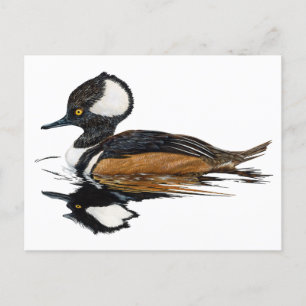 Hooded Merganser Postcard