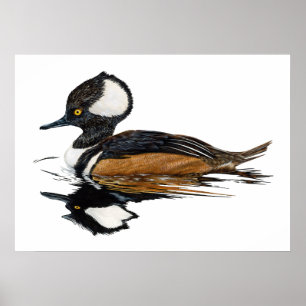 Hooded Merganser Poster