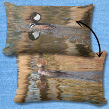 Hooded Mergansers Swimming on Creek Scenic