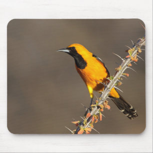 Hooded Oriole on a branch Mouse Mat