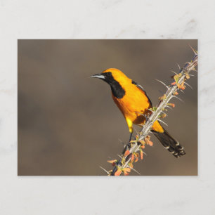 Hooded Oriole on a branch Postcard