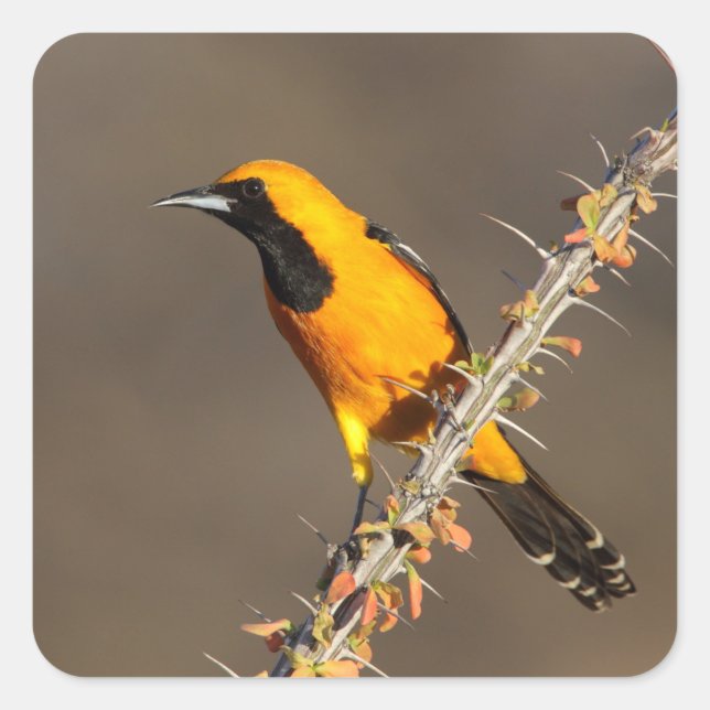 Hooded Oriole on a branch Square Sticker (Front)