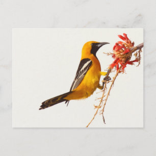 Hooded Oriole Postcard