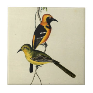Hooded Oriole Tile