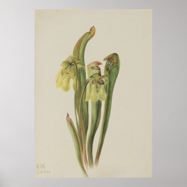 Hooded Pitcherplant (Sarracenia minor) Poster (Front)