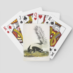 Hooded Skunk or Large-tailed Skunk from Audubon Playing Cards