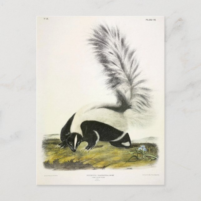Hooded Skunk or Large-tailed Skunk from Audubon Postcard (Front)