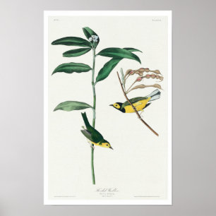 Hooded Warbler by Audubon Poster