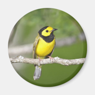 Hooded Warbler Magnet