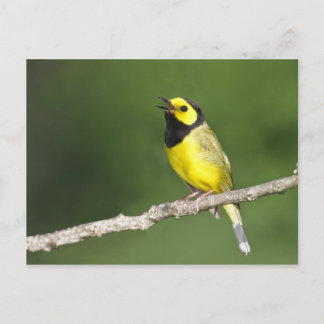 Hooded Warbler Postcard