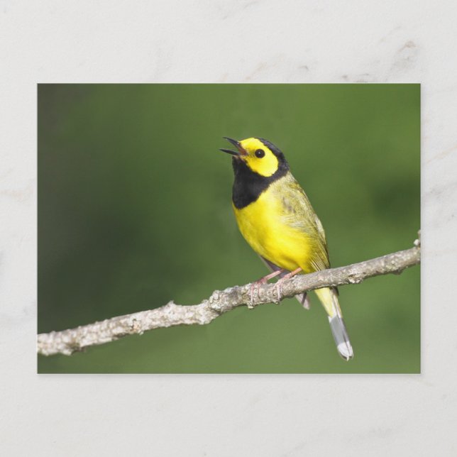 Hooded Warbler Postcard (Front)