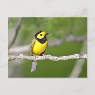 Hooded Warbler Postcard