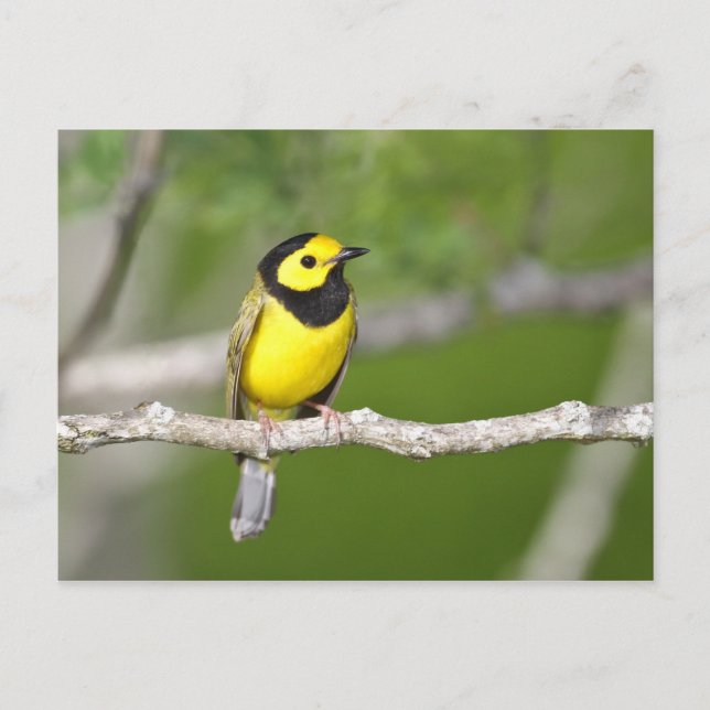 Hooded Warbler Postcard (Front)