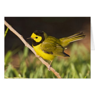 Hooded Warbler Wilsonia citrina)