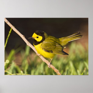 Hooded Warbler Wilsonia citrina) adult, male, Poster