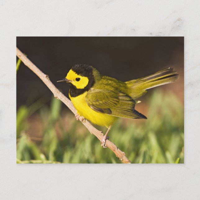 Hooded Warbler Wilsonia citrina) Postcard (Front)