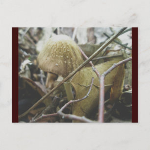 Hoodie Mushroom Postcard