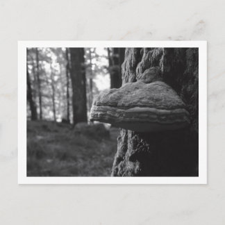 Hoof Fungus Postcard