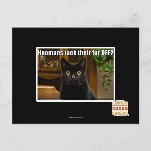 Hoomans Taek There fur OFF? Postcard (Front)