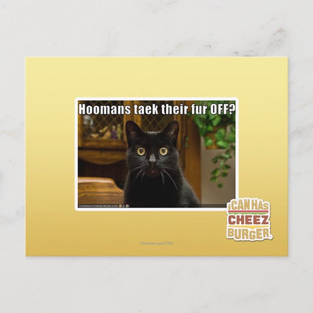 Hoomans Taek There fur OFF? Postcard (Front)