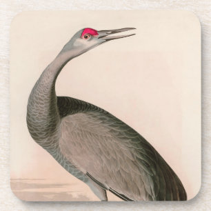Hooping Crane Birds of America Audubon Print Coaster