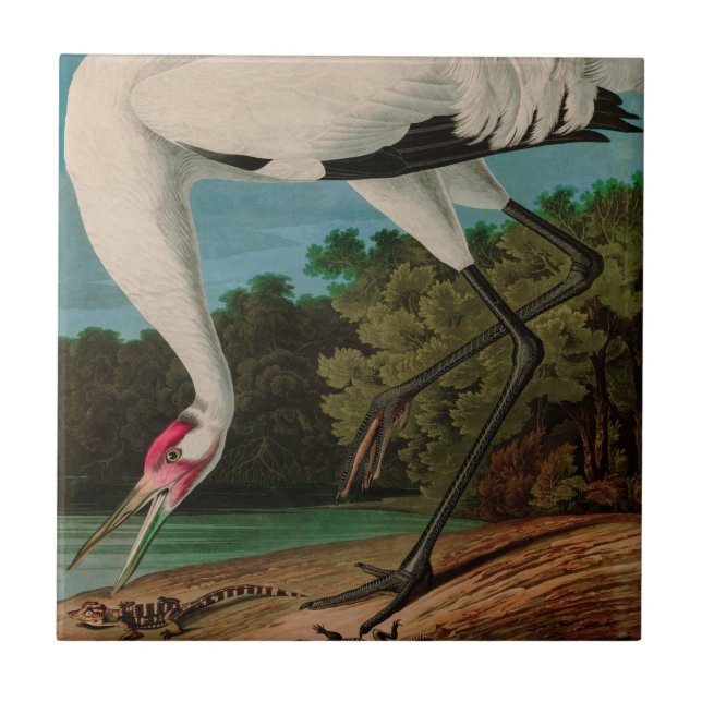 Hooping Crane Birds of America Audubon Print Tile (Front)