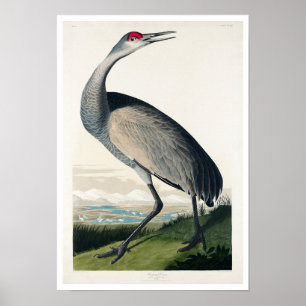 Hooping Crane by Audubon Poster