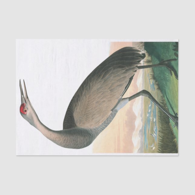 Hooping Crane by John James Audubon Tissue Paper (Front)