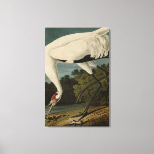 Hooping (Whooping) Crane, Audubon Birds of America Canvas Print