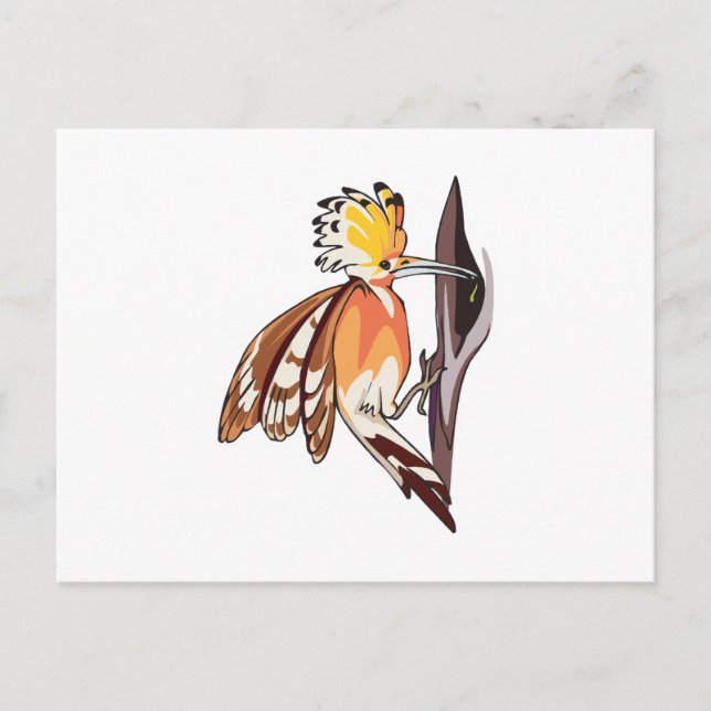 hoopoe bird postcard (Front)