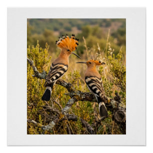 Hoopoe Birds In Nature Landscape Wildlife Fleece B Poster
