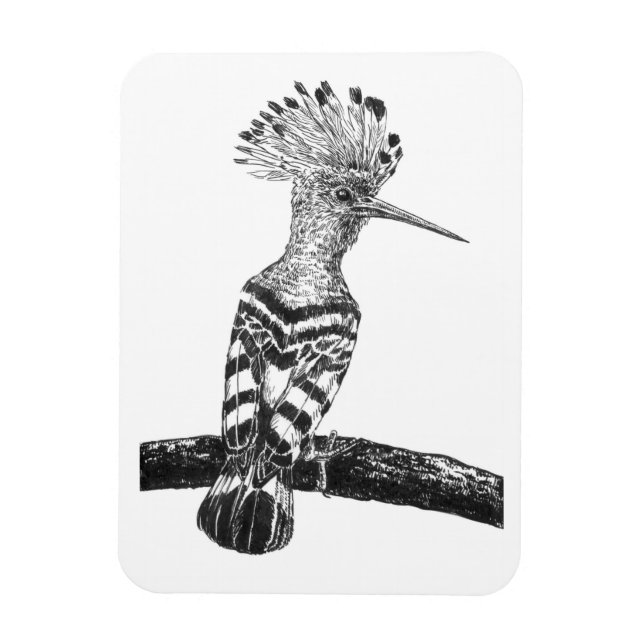 Hoopoe drawing magnet (Vertical)