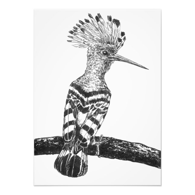 Hoopoe drawing photo print (Front)