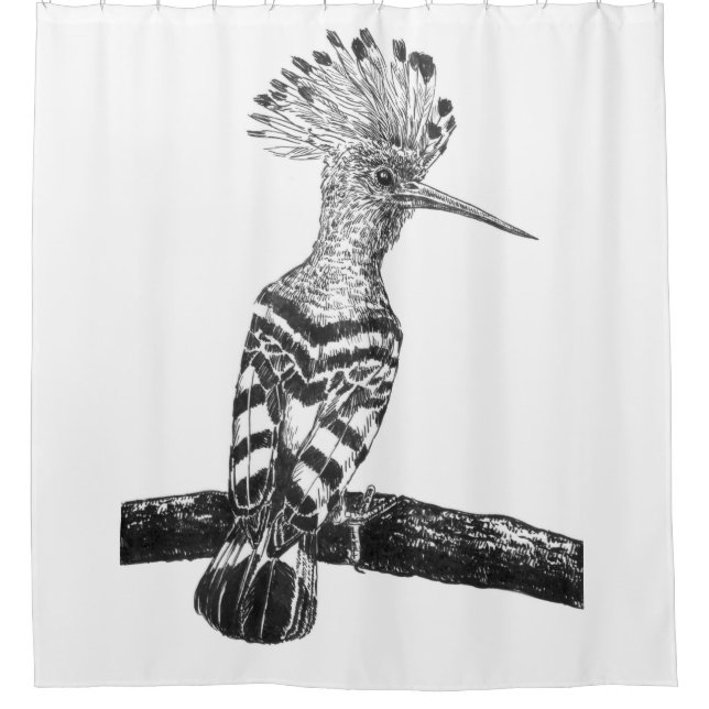 Hoopoe drawing shower curtain (Front)