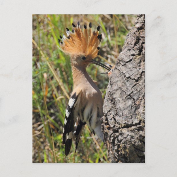 Hoopoe Gifts &Amp; Gift Ideas | Zazzle Uk