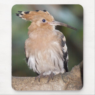 Hoopoe Mousemat