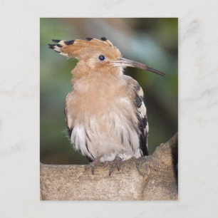 Hoopoe Postcard