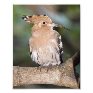 Hoopoe Print