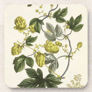 Hop Vine, from 'The Young Landsman', published Vie Coaster