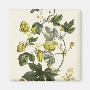 Hop Vine, from 'The Young Landsman', published Vie Magnet