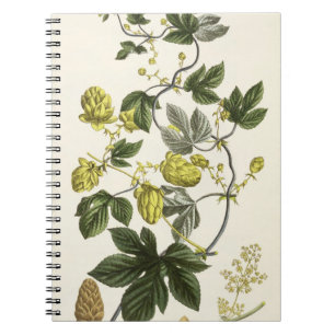 Hop Vine, from 'The Young Landsman', published Vie Notebook