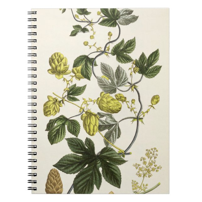 Hop Vine, from 'The Young Landsman', published Vie Notebook (Front)