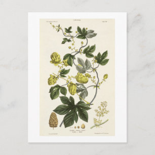 Hop Vine, from 'The Young Landsman', published Vie Postcard